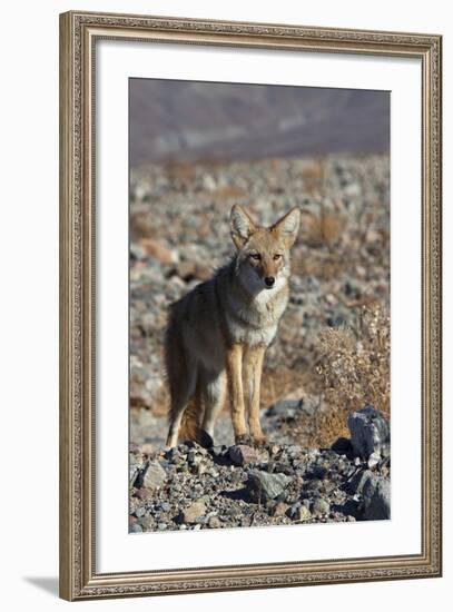 California, Death Valley NP. A Coyote in the Wild at Death Valley-Kymri Wilt-Framed Photographic Print