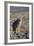California, Death Valley NP. A Coyote in the Wild at Death Valley-Kymri Wilt-Framed Photographic Print
