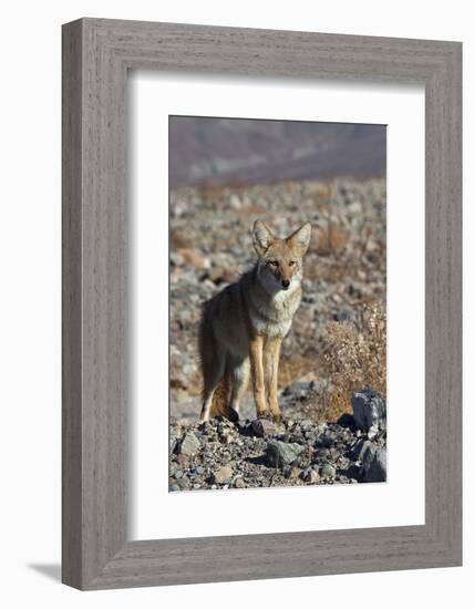 California, Death Valley NP. A Coyote in the Wild at Death Valley-Kymri Wilt-Framed Photographic Print