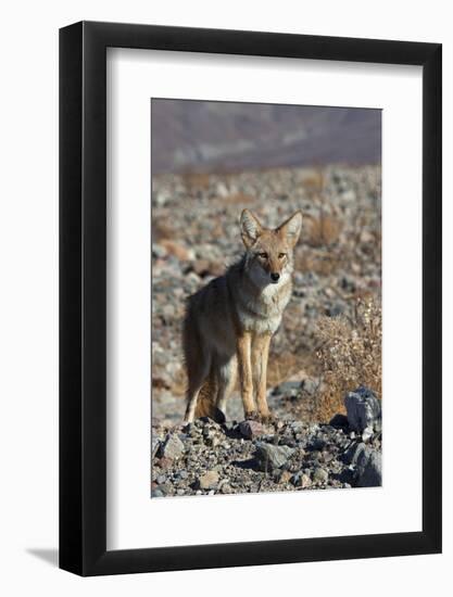 California, Death Valley NP. A Coyote in the Wild at Death Valley-Kymri Wilt-Framed Photographic Print