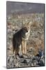 California, Death Valley NP. A Coyote in the Wild at Death Valley-Kymri Wilt-Mounted Photographic Print