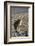 California, Death Valley NP. A Coyote in the Wild at Death Valley-Kymri Wilt-Framed Photographic Print