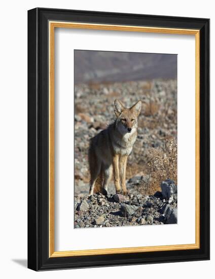 California, Death Valley NP. A Coyote in the Wild at Death Valley-Kymri Wilt-Framed Photographic Print