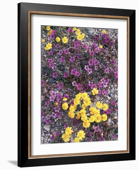California, Death Valley Park, Woolly Daisy and Purple Mat Flowers-Christopher Talbot Frank-Framed Photographic Print