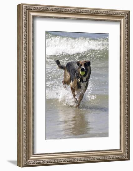 California, Del Mar. Dog Fetching Tennis Ball at Dog Beach del Mar-Kymri Wilt-Framed Photographic Print