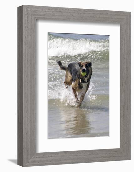 California, Del Mar. Dog Fetching Tennis Ball at Dog Beach del Mar-Kymri Wilt-Framed Photographic Print