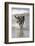 California, Del Mar. Dog Fetching Tennis Ball at Dog Beach del Mar-Kymri Wilt-Framed Photographic Print