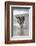 California, Del Mar. Dog Fetching Tennis Ball at Dog Beach del Mar-Kymri Wilt-Framed Photographic Print