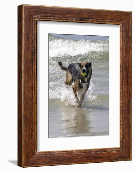 California, Del Mar. Dog Fetching Tennis Ball at Dog Beach del Mar-Kymri Wilt-Framed Photographic Print