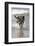 California, Del Mar. Dog Fetching Tennis Ball at Dog Beach del Mar-Kymri Wilt-Framed Photographic Print