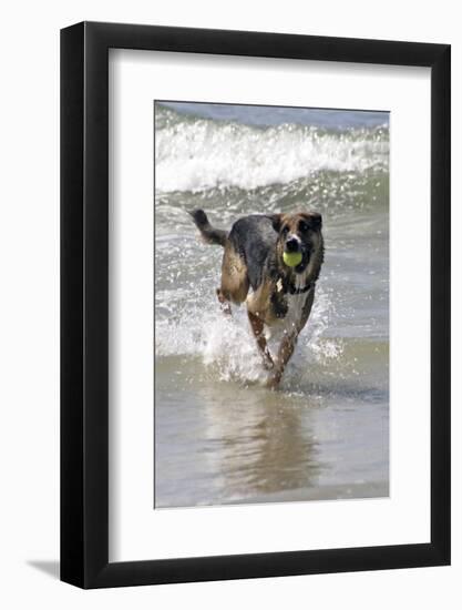 California, Del Mar. Dog Fetching Tennis Ball at Dog Beach del Mar-Kymri Wilt-Framed Photographic Print