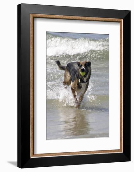 California, Del Mar. Dog Fetching Tennis Ball at Dog Beach del Mar-Kymri Wilt-Framed Photographic Print