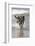 California, Del Mar. Dog Fetching Tennis Ball at Dog Beach del Mar-Kymri Wilt-Framed Photographic Print