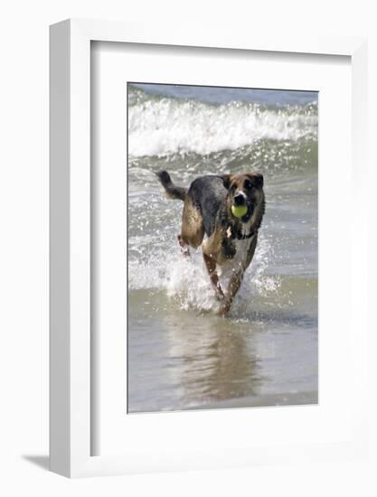 California, Del Mar. Dog Fetching Tennis Ball at Dog Beach del Mar-Kymri Wilt-Framed Photographic Print