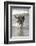 California, Del Mar. Dog Fetching Tennis Ball at Dog Beach del Mar-Kymri Wilt-Framed Photographic Print