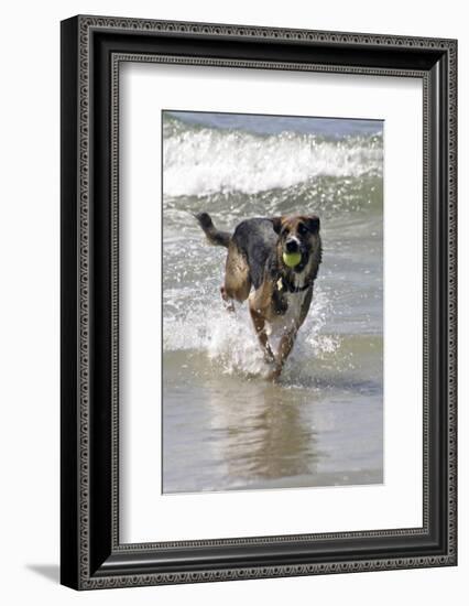 California, Del Mar. Dog Fetching Tennis Ball at Dog Beach del Mar-Kymri Wilt-Framed Photographic Print