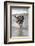 California, Del Mar. Dog Fetching Tennis Ball at Dog Beach del Mar-Kymri Wilt-Framed Photographic Print