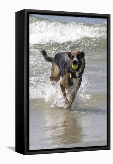 California, Del Mar. Dog Fetching Tennis Ball at Dog Beach del Mar-Kymri Wilt-Framed Premier Image Canvas