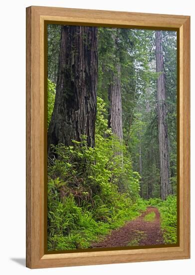 California, Del Norte Coast Redwoods State Park, Damnation Creek Trail and Redwood trees-Jamie & Judy Wild-Framed Premier Image Canvas