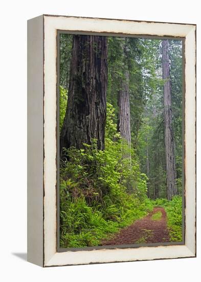 California, Del Norte Coast Redwoods State Park, Damnation Creek Trail and Redwood trees-Jamie & Judy Wild-Framed Premier Image Canvas