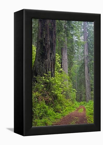 California, Del Norte Coast Redwoods State Park, Damnation Creek Trail and Redwood trees-Jamie & Judy Wild-Framed Premier Image Canvas