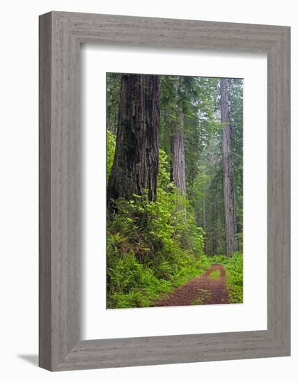 California, Del Norte Coast Redwoods State Park, Damnation Creek Trail and Redwood trees-Jamie & Judy Wild-Framed Photographic Print