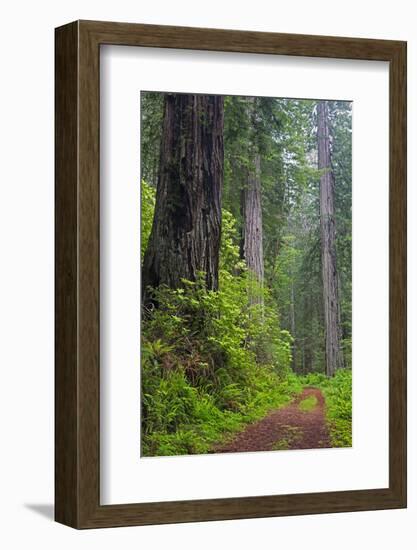 California, Del Norte Coast Redwoods State Park, Damnation Creek Trail and Redwood trees-Jamie & Judy Wild-Framed Photographic Print