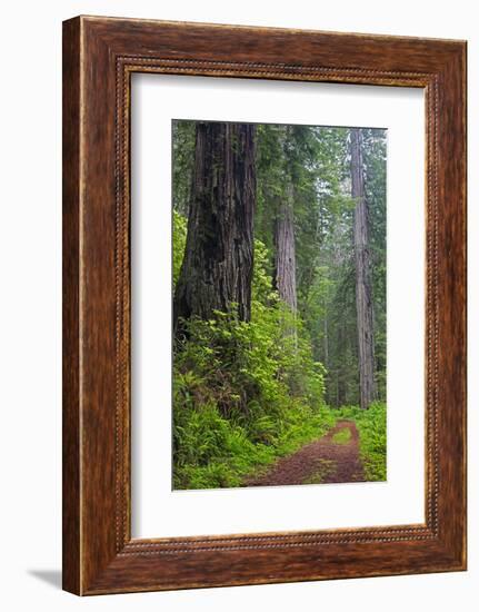 California, Del Norte Coast Redwoods State Park, Damnation Creek Trail and Redwood trees-Jamie & Judy Wild-Framed Photographic Print