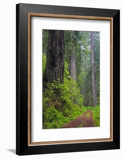 California, Del Norte Coast Redwoods State Park, Damnation Creek Trail and Redwood trees-Jamie & Judy Wild-Framed Photographic Print