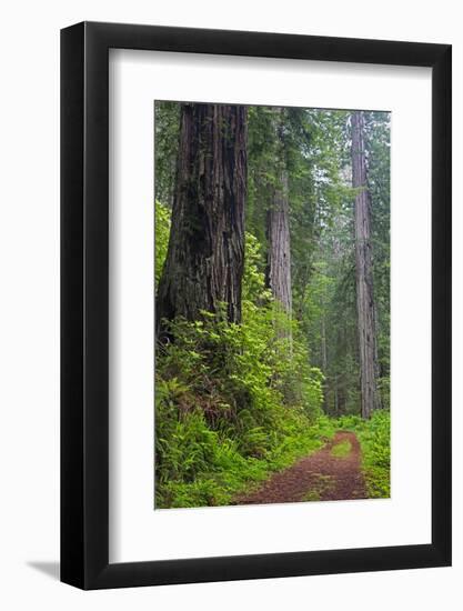 California, Del Norte Coast Redwoods State Park, Damnation Creek Trail and Redwood trees-Jamie & Judy Wild-Framed Photographic Print