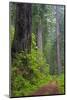 California, Del Norte Coast Redwoods State Park, Damnation Creek Trail and Redwood trees-Jamie & Judy Wild-Mounted Photographic Print