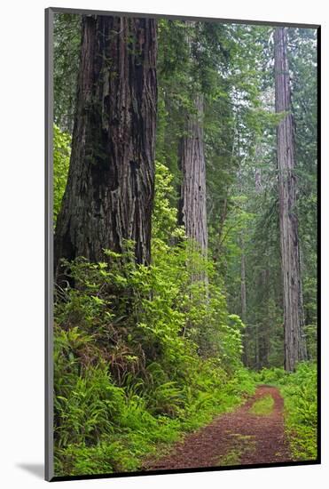 California, Del Norte Coast Redwoods State Park, Damnation Creek Trail and Redwood trees-Jamie & Judy Wild-Mounted Photographic Print