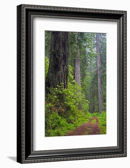 California, Del Norte Coast Redwoods State Park, Damnation Creek Trail and Redwood trees-Jamie & Judy Wild-Framed Photographic Print