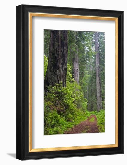 California, Del Norte Coast Redwoods State Park, Damnation Creek Trail and Redwood trees-Jamie & Judy Wild-Framed Photographic Print