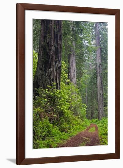 California, Del Norte Coast Redwoods State Park, Damnation Creek Trail and Redwood trees-Jamie & Judy Wild-Framed Photographic Print