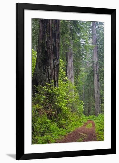 California, Del Norte Coast Redwoods State Park, Damnation Creek Trail and Redwood trees-Jamie & Judy Wild-Framed Photographic Print