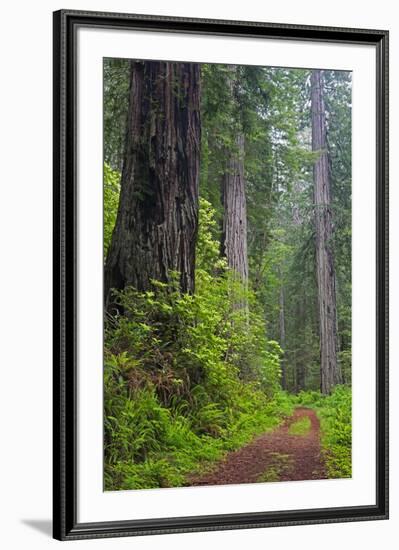 California, Del Norte Coast Redwoods State Park, Damnation Creek Trail and Redwood trees-Jamie & Judy Wild-Framed Photographic Print