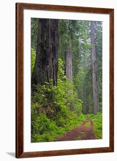 California, Del Norte Coast Redwoods State Park, Damnation Creek Trail and Redwood trees-Jamie & Judy Wild-Framed Photographic Print