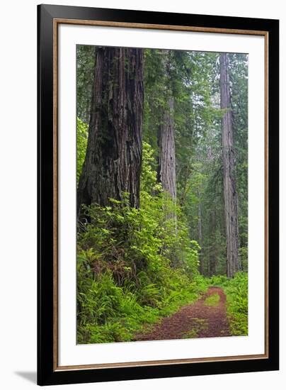 California, Del Norte Coast Redwoods State Park, Damnation Creek Trail and Redwood trees-Jamie & Judy Wild-Framed Photographic Print