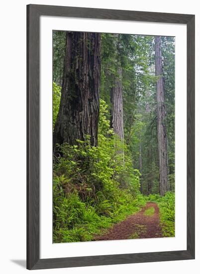 California, Del Norte Coast Redwoods State Park, Damnation Creek Trail and Redwood trees-Jamie & Judy Wild-Framed Photographic Print