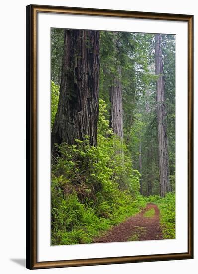 California, Del Norte Coast Redwoods State Park, Damnation Creek Trail and Redwood trees-Jamie & Judy Wild-Framed Photographic Print