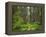 California, Del Norte Coast Redwoods State Park, Damnation Creek Trail and Redwood trees-Jamie & Judy Wild-Framed Premier Image Canvas