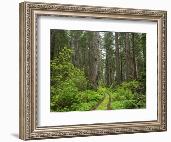 California, Del Norte Coast Redwoods State Park, Damnation Creek Trail and Redwood trees-Jamie & Judy Wild-Framed Photographic Print