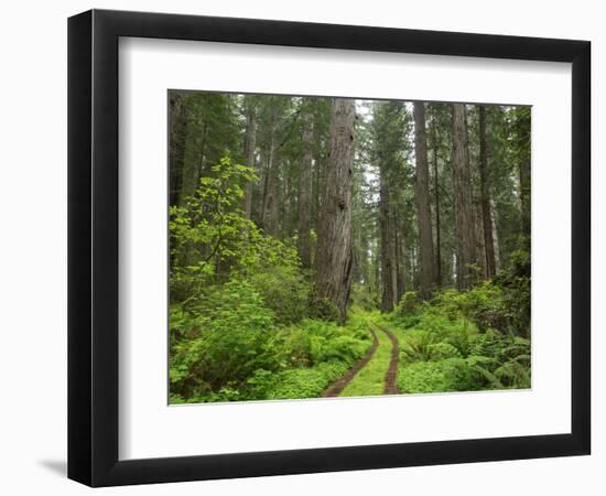 California, Del Norte Coast Redwoods State Park, Damnation Creek Trail and Redwood trees-Jamie & Judy Wild-Framed Photographic Print