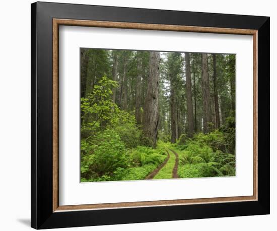 California, Del Norte Coast Redwoods State Park, Damnation Creek Trail and Redwood trees-Jamie & Judy Wild-Framed Photographic Print