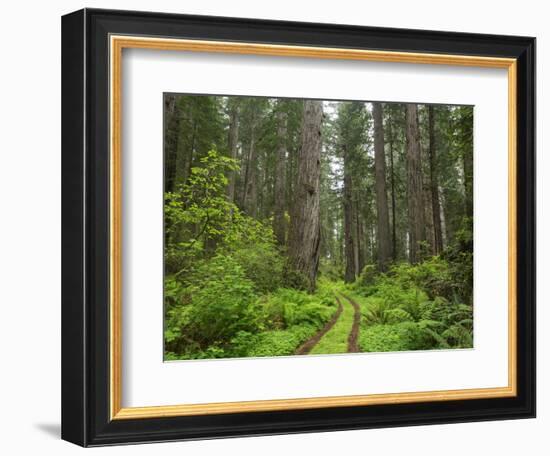 California, Del Norte Coast Redwoods State Park, Damnation Creek Trail and Redwood trees-Jamie & Judy Wild-Framed Photographic Print