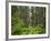 California, Del Norte Coast Redwoods State Park, Damnation Creek Trail and Redwood trees-Jamie & Judy Wild-Framed Photographic Print