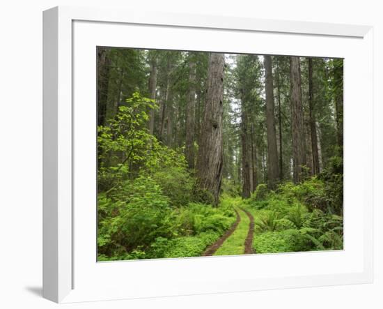 California, Del Norte Coast Redwoods State Park, Damnation Creek Trail and Redwood trees-Jamie & Judy Wild-Framed Photographic Print