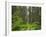 California, Del Norte Coast Redwoods State Park, Damnation Creek Trail and Redwood trees-Jamie & Judy Wild-Framed Photographic Print