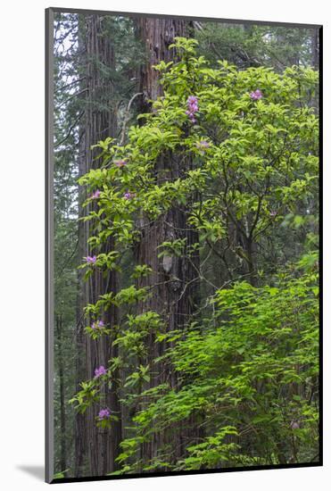 California, Del Norte Coast Redwoods State Park, Redwood trees and rhododendrons-Jamie & Judy Wild-Mounted Photographic Print
